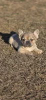 Piper, a female French Bulldog for sale in Vidalia, GA – Photo 4 of 5