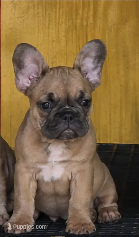 Rhyman – French Bulldog puppy for sale in Vidalia, GA