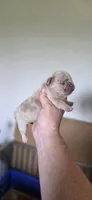 Ripley, a male French Bulldog for sale in Vidalia, GA – 2 of 3