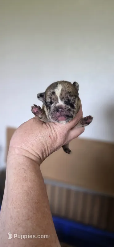 Reign  – French Bulldog puppy for sale in Vidalia, GA