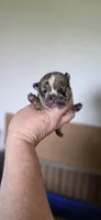 Reign , a female French Bulldog for sale in Vidalia, GA – 1 of 2