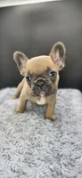 Rhyman, a female French Bulldog for sale in Vidalia, GA – 3 of 4