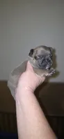 Rhyman, a female French Bulldog for sale in Vidalia, GA – 5 of 5