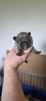 Riman, a female French Bulldog for sale in Vidalia, GA – 2 of 2
