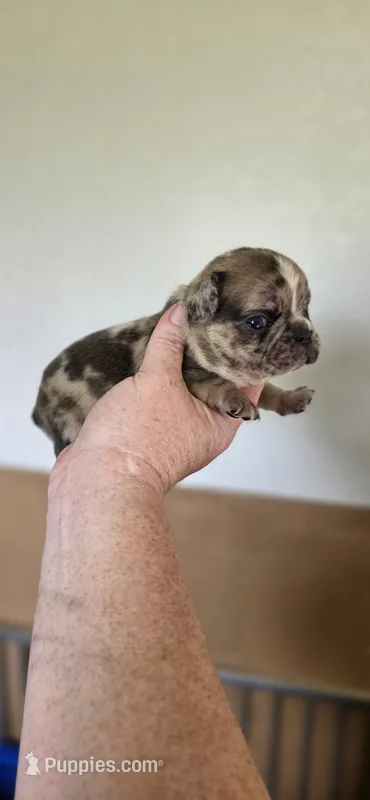 Reign  – French Bulldog puppy for sale in Vidalia, GA
