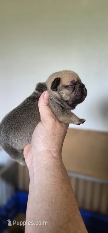 Reba – French Bulldog puppy for sale in Vidalia, GA
