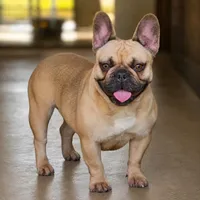 Reba, a female French Bulldog for sale in Vidalia, GA – 4 of 4