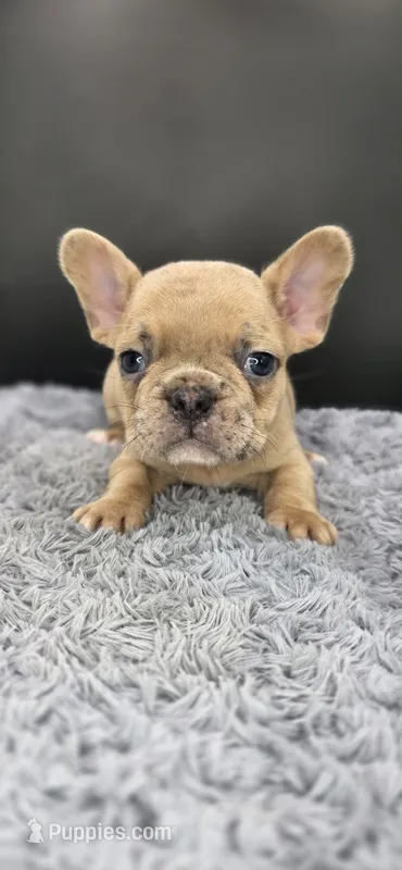 Ripley – French Bulldog puppy for sale in Vidalia, GA