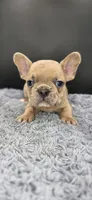 Ripley, a male French Bulldog for sale in Vidalia, GA – 1 of 4