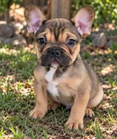 Po-tate-O, a male French Bulldog for sale in Vidalia, GA – 1 of 4