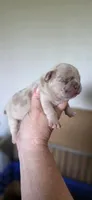 Ripley, a male French Bulldog for sale in Vidalia, GA – 3 of 3