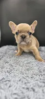 Ripley, a male French Bulldog for sale in Vidalia, GA – 2 of 4