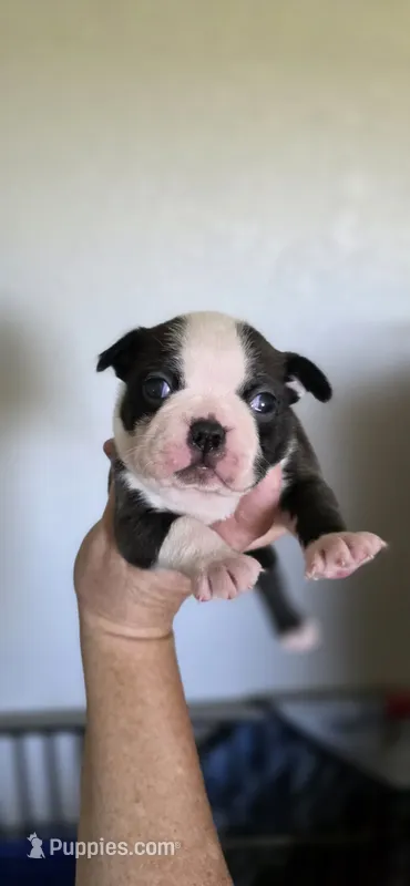 Delilah – Boston Terrier puppy for sale in Vidalia, GA