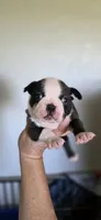 Delilah, a female Boston Terrier for sale in Vidalia, GA – 1 of 2