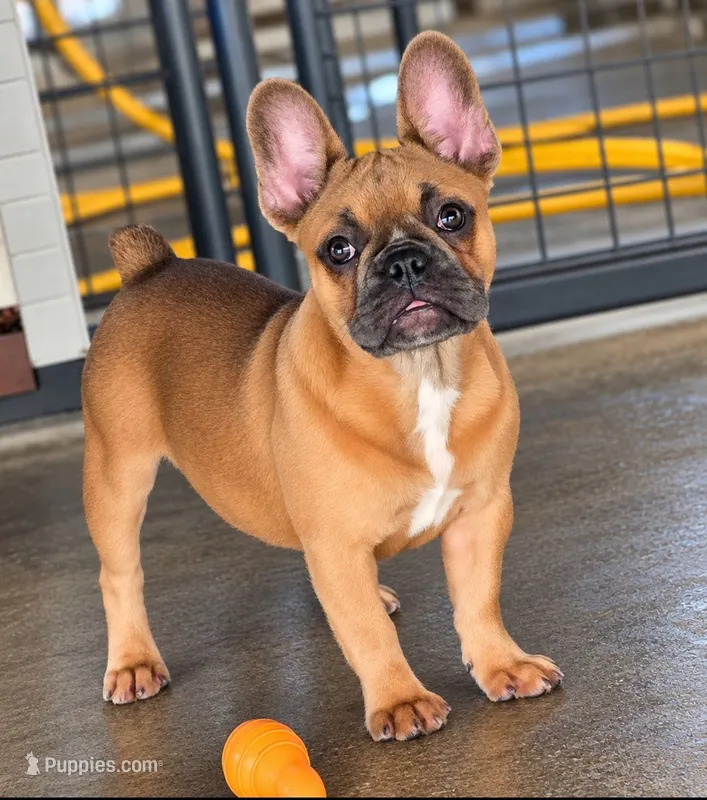 Rhyman – French Bulldog puppy for sale in Vidalia, GA