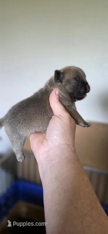 Riman – French Bulldog puppy for sale in Vidalia, GA