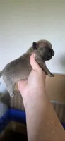Riman, a female French Bulldog for sale in Vidalia, GA – 1 of 2