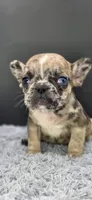 Reign, a female French Bulldog for sale in Vidalia, GA – 4 of 6