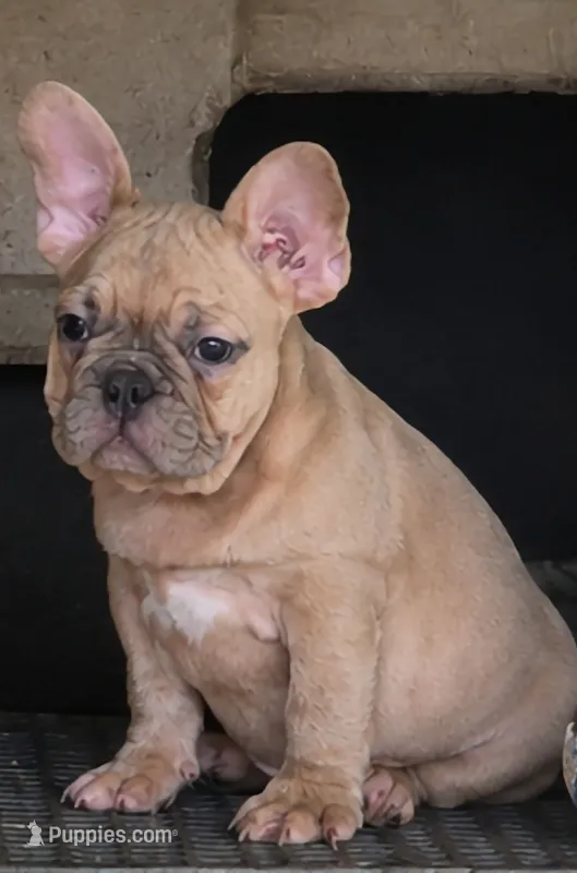 Ripley – French Bulldog puppy for sale in Vidalia, GA