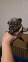 Rhyman, a female French Bulldog for sale in Vidalia, GA – 2 of 5