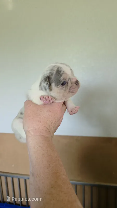 Rhylee – French Bulldog puppy for sale in Vidalia, GA