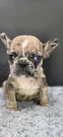 Reign, a female French Bulldog for sale in Vidalia, GA – 2 of 6