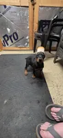 Brute, a male Doberman Pinscher for sale in Vidalia, GA – 3 of 3