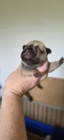 Reba, a female French Bulldog for sale in Vidalia, GA – 3 of 3