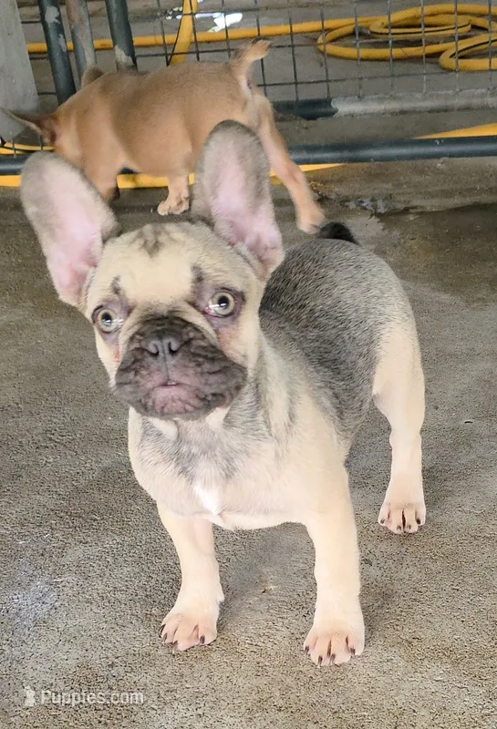 Reba – French Bulldog puppy for sale in Vidalia, GA