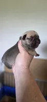 Reba, a female French Bulldog for sale in Vidalia, GA – 2 of 3