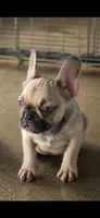 Reba, a female French Bulldog for sale in Vidalia, GA – 1 of 3