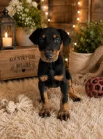 Ariea, a female Doberman Pinscher for sale in Vidalia, GA – 2 of 2