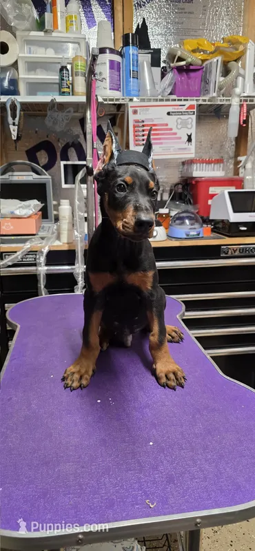 Brute – Doberman Pinscher puppy for sale in Vidalia, GA