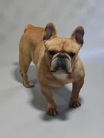 Ripley, a male French Bulldog for sale in Vidalia, GA – 3 of 4