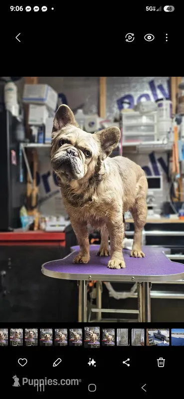 Bentley, a male French Bulldog for sale in Vidalia, GA – Photo 1 of 1