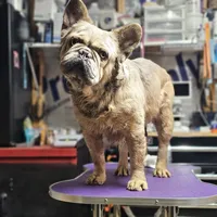 Bentley, a male French Bulldog for sale in Vidalia, GA – Photo 4 of 4