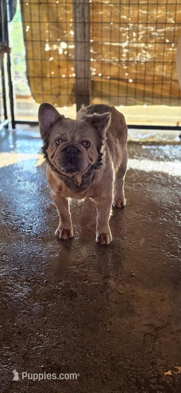 Bentley – French Bulldog puppy for sale in Vidalia, GA