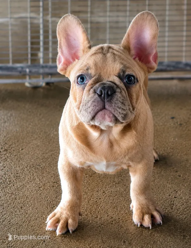 Ripley – French Bulldog puppy for sale in Vidalia, GA