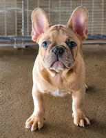 Ripley, a male French Bulldog for sale in Vidalia, GA – 1 of 3