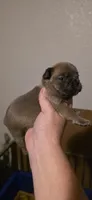 Rhyman, a female French Bulldog for sale in Vidalia, GA – 3 of 5