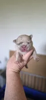 Ripley, a male French Bulldog for sale in Vidalia, GA – 1 of 3