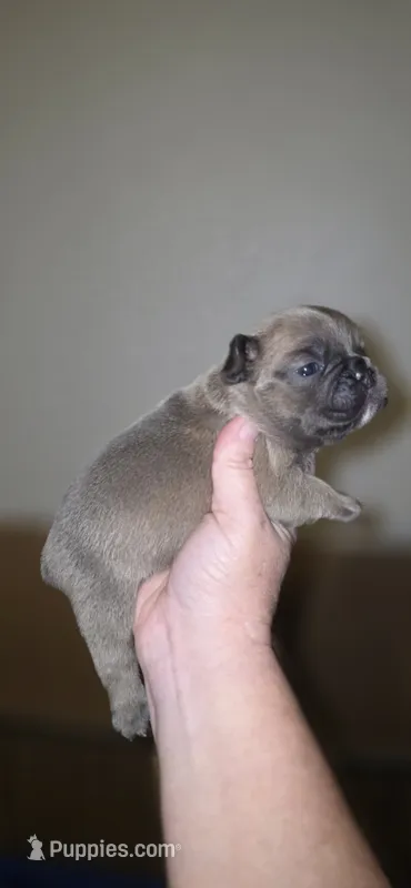 Rhyman – French Bulldog puppy for sale in Vidalia, GA