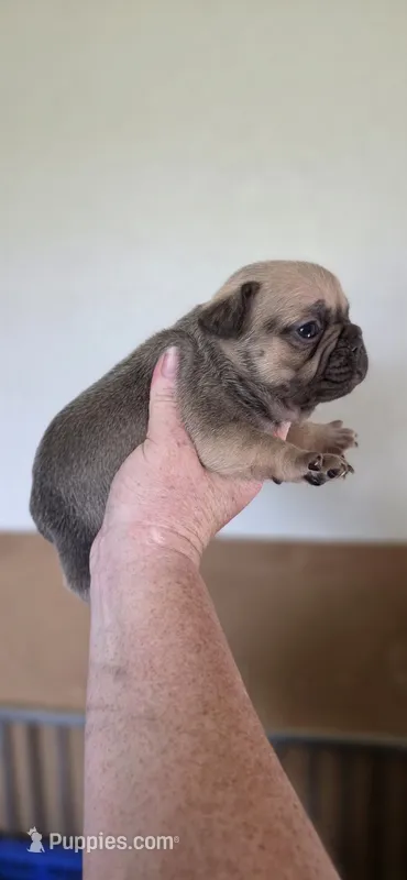 Reba – French Bulldog puppy for sale in Vidalia, GA