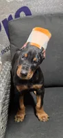 Brute, a male Doberman Pinscher for sale in Vidalia, GA – 2 of 3