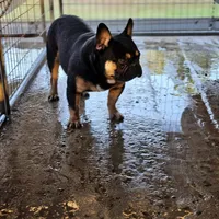 Miles, a male French Bulldog for sale in Vidalia, GA – Photo 1 of 3