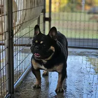 Miles, a male French Bulldog for sale in Vidalia, GA – Photo 3 of 3