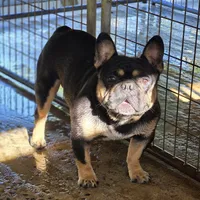 Miles, a male French Bulldog for sale in Vidalia, GA – Photo 2 of 3