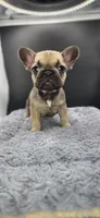 Reba, a female French Bulldog for sale in Vidalia, GA – 1 of 4