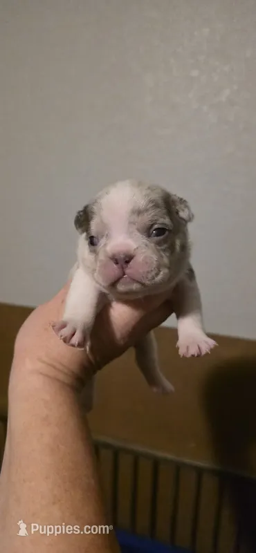 Rhylee – French Bulldog puppy for sale in Vidalia, GA