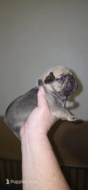 Reba – French Bulldog puppy for sale in Vidalia, GA